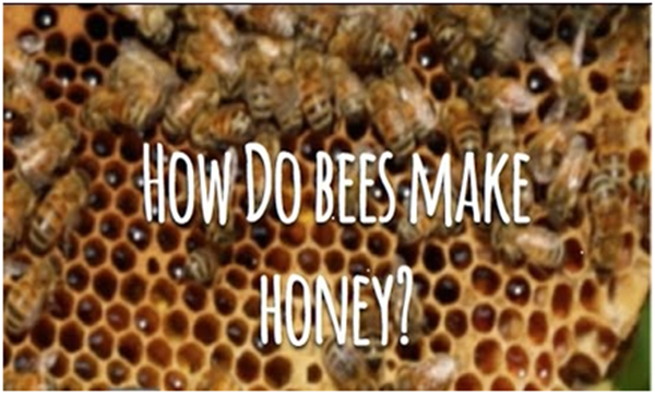 bees-honey